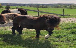 Körning hästar till salu: Shetlandsponnyer Ston o Valacker i Nyköping - Bild 3