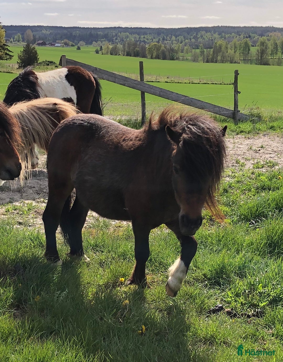Körning hästar till salu: Shetlandsponnyer Ston o Valacker i Nyköping - Bild 3