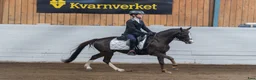 Dressyr hästar till salu: En på miljonen – fantastisk B-ponny för dressyr - Annons 7