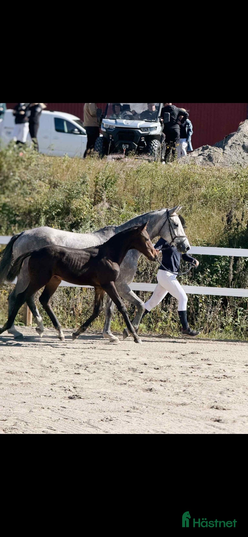 hästar Fin diamant  - Annons 2