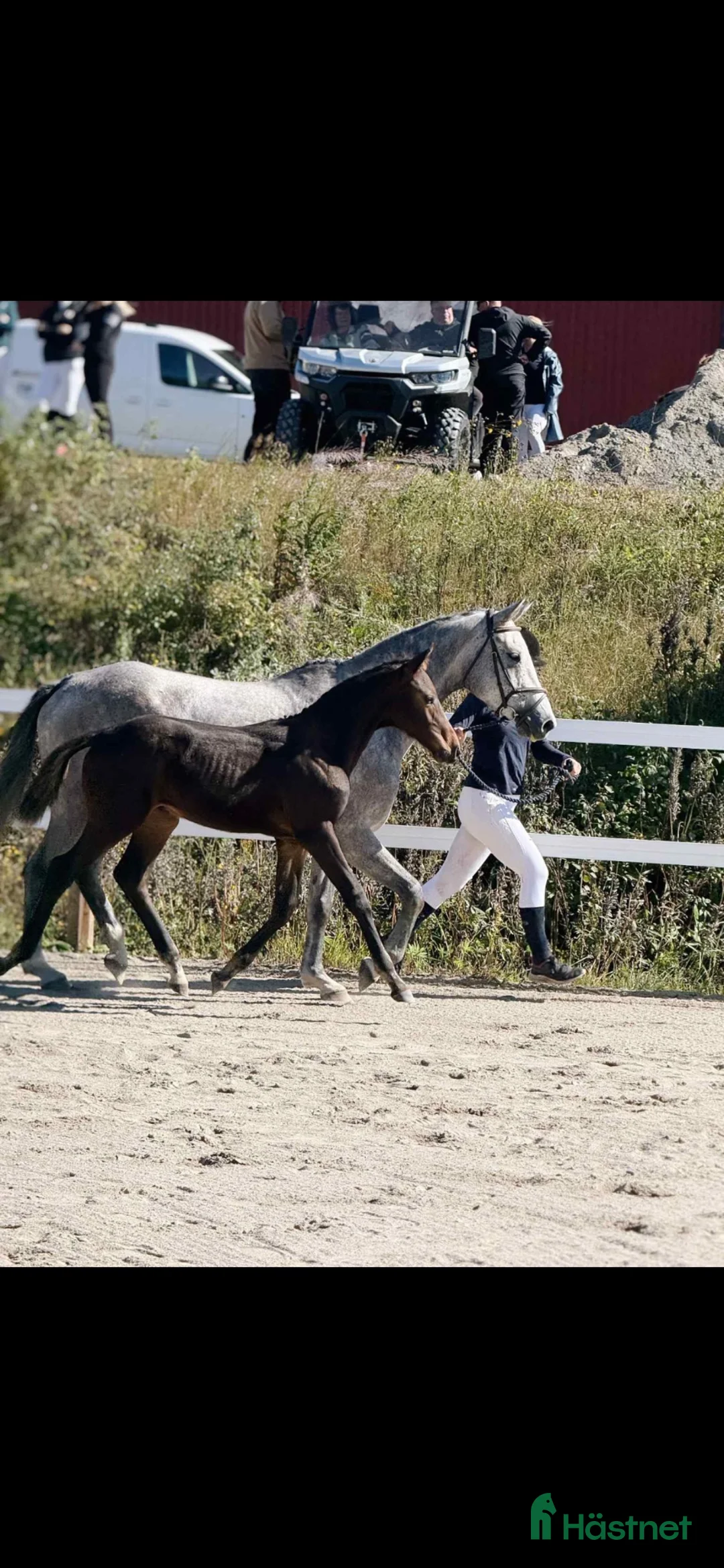 Hoppning hästar till salu: Fin diamant  - Annons 2