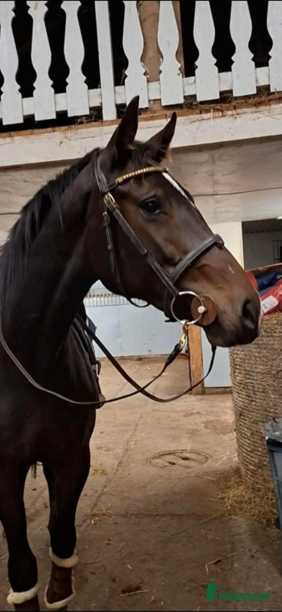 Hoppning hästar till salu: Fantastiskt treårssto med hjärta av guld! - Annons 1