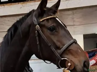 hästar Fantastiskt treårssto med hjärta av guld! - Annons 7