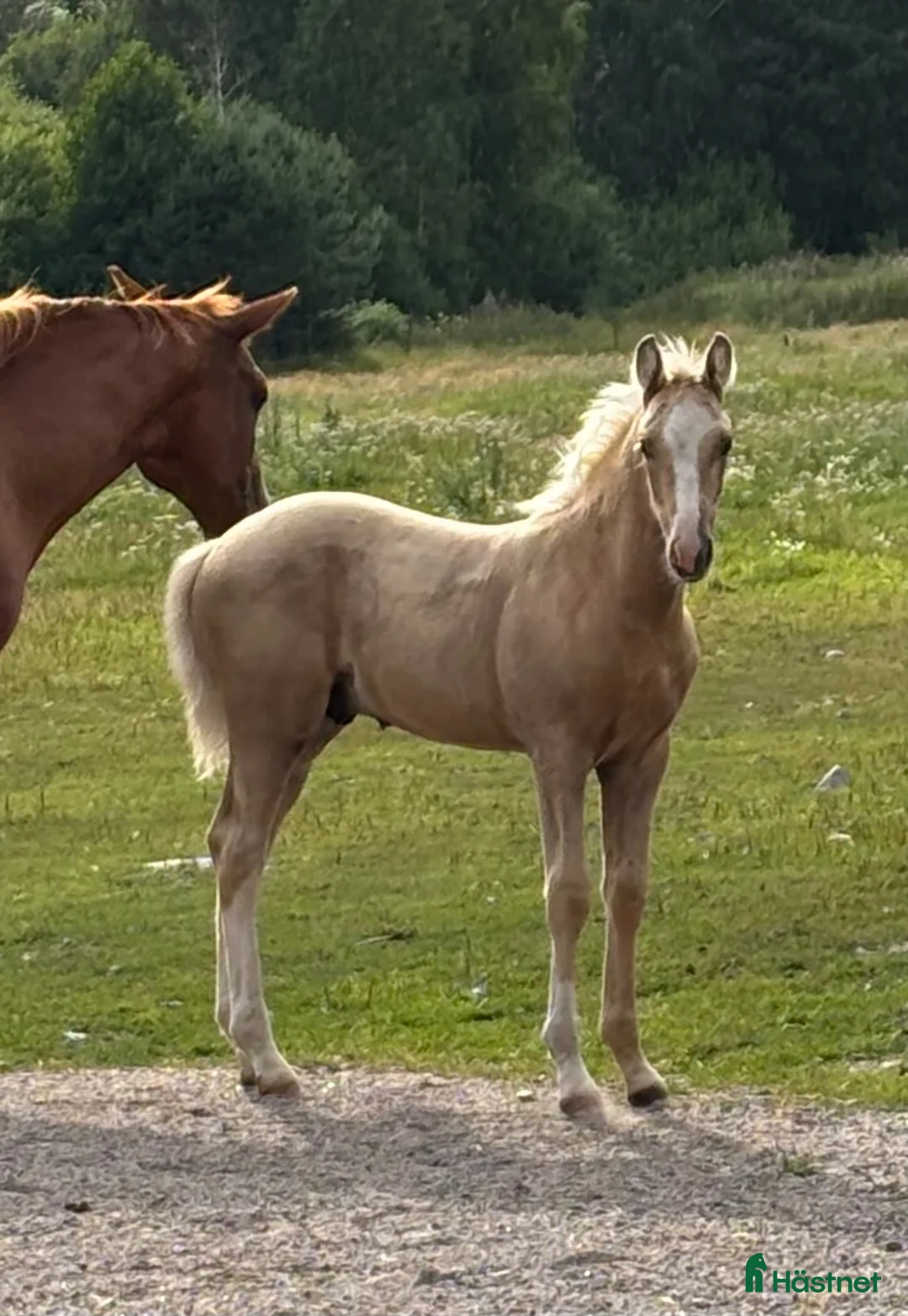 Allround hästar till salu: Vacker isabellhingst! - Annons 1
