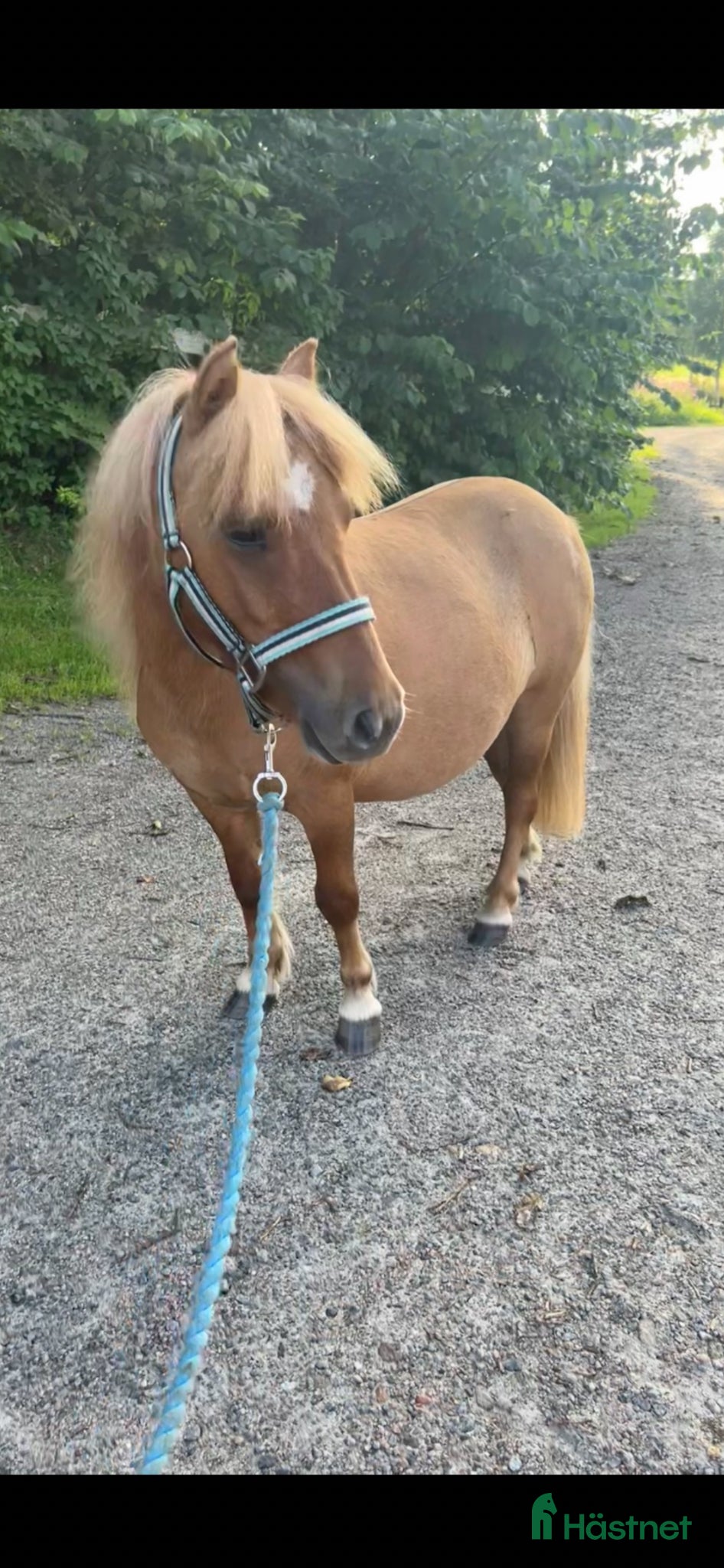  hästar Sockersöt Shetlandsponny - Annons 11