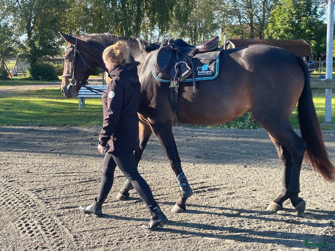 Allround hästar till salu: Trevligt allround sto för framtiden 🐴 i Skövde - Annons 12