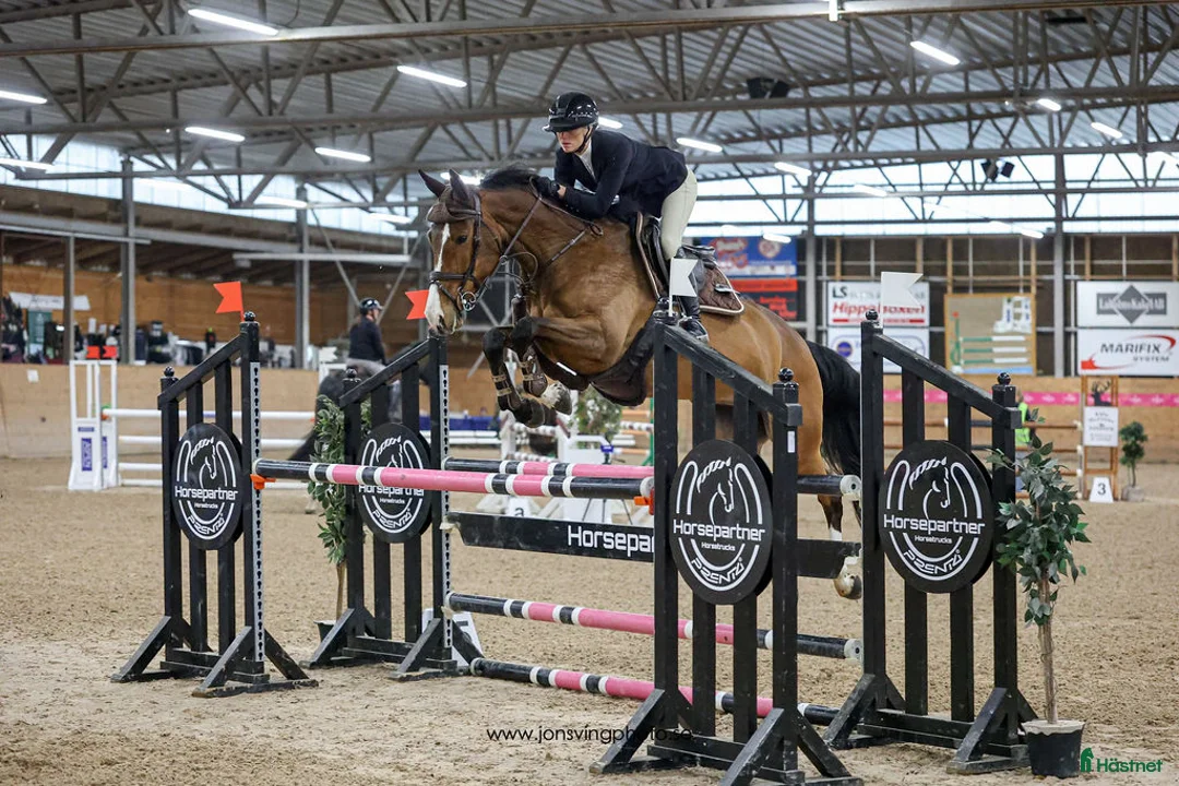 Hoppning hästar till salu: Hoppsto - Annons 1