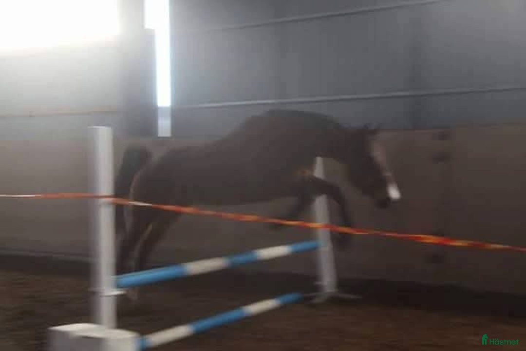 Allround hästar till salu: BIG BEN behöver nytt kärleksfullt hem i Höör - Annons 10