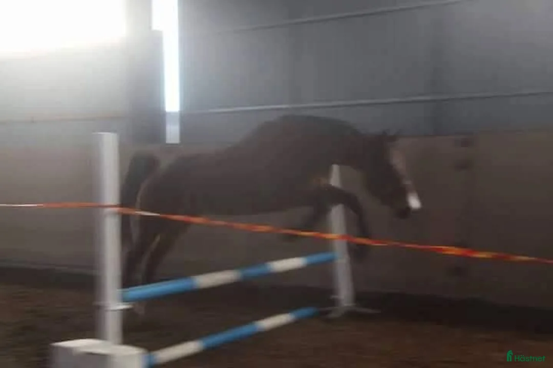 Allround hästar till salu: BIG BEN behöver nytt kärleksfullt hem - Annons 10