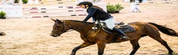 Hoppning hästar till salu: Fearless mare for showjumping! i Ekerö - Annons 5