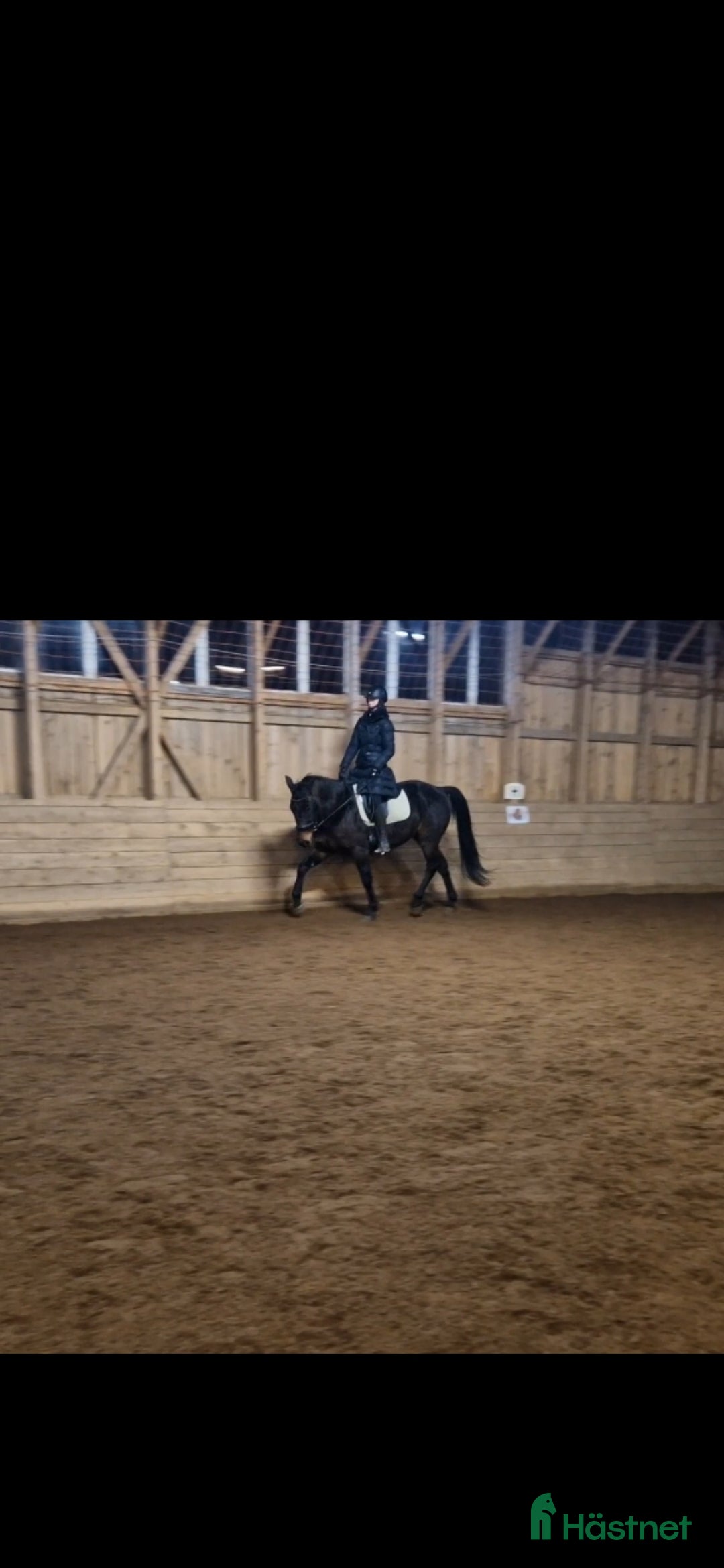  hästar Världens snällaste kille  i Gränna - Annons 8