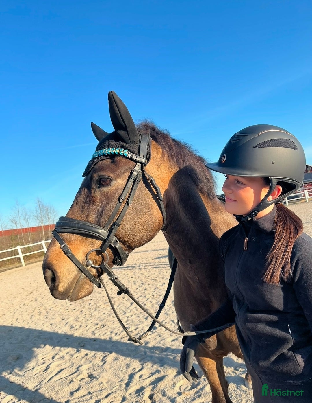 Dressyr hästar till salu: Guldkille till salu! i Kvissleby - Annons 13