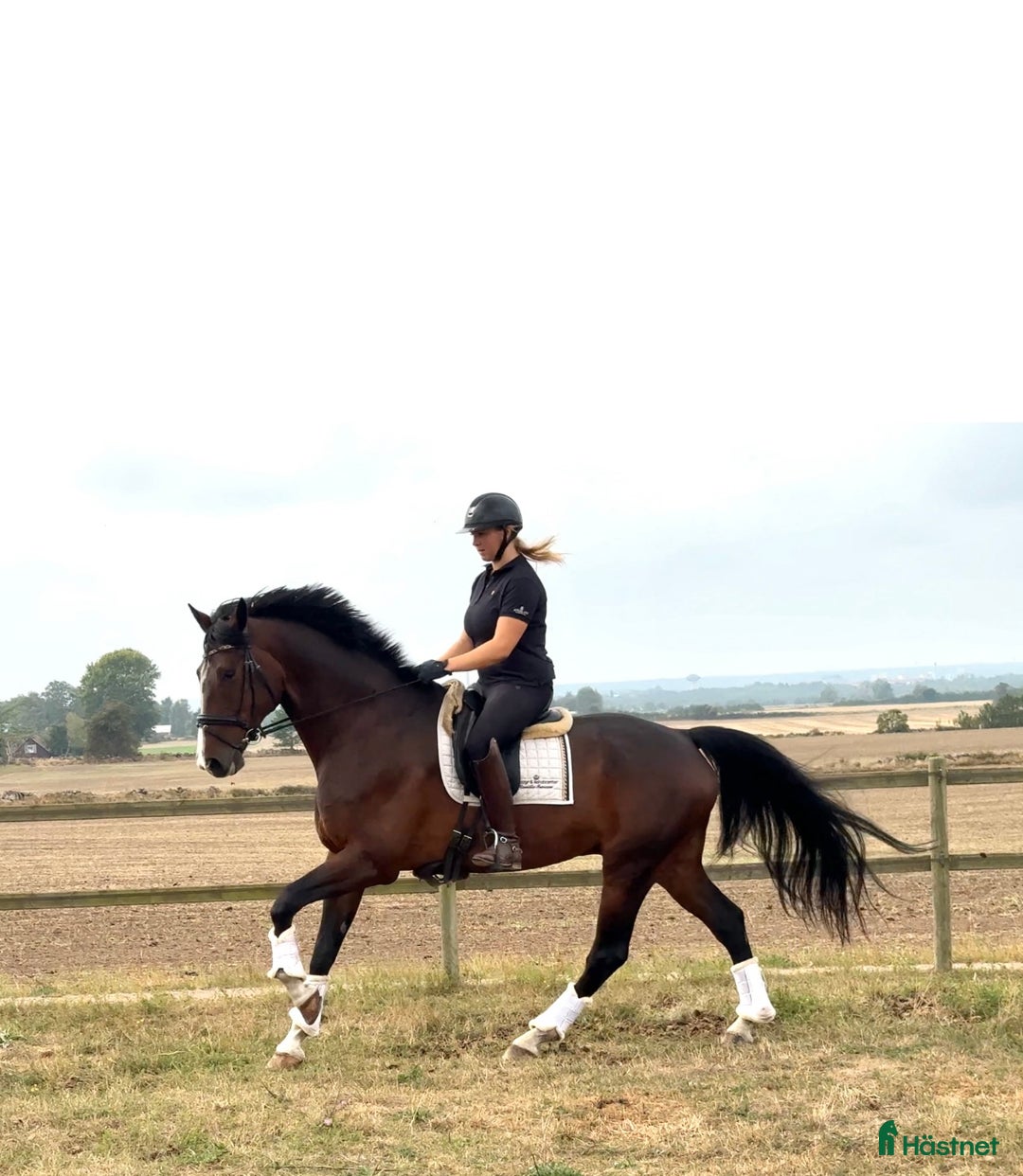 Dressyr hästar till salu: En uttrycksfull dressyrvalack med stor potential. i Kristianstad - Annons 3