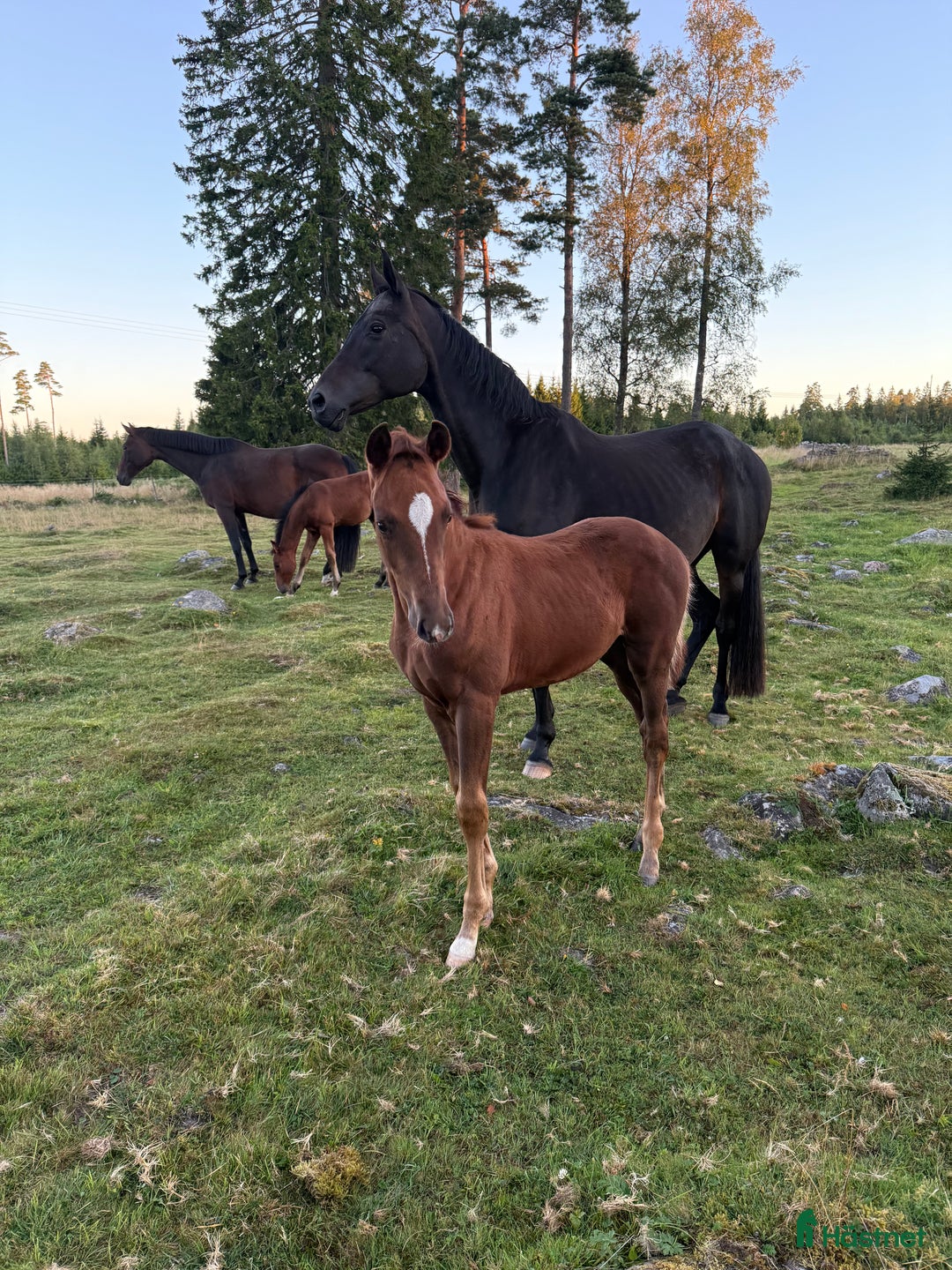 Dressyr hästar till salu: Uttrycksfull hingst med meriterat möderne i Nässjö - Annons 5