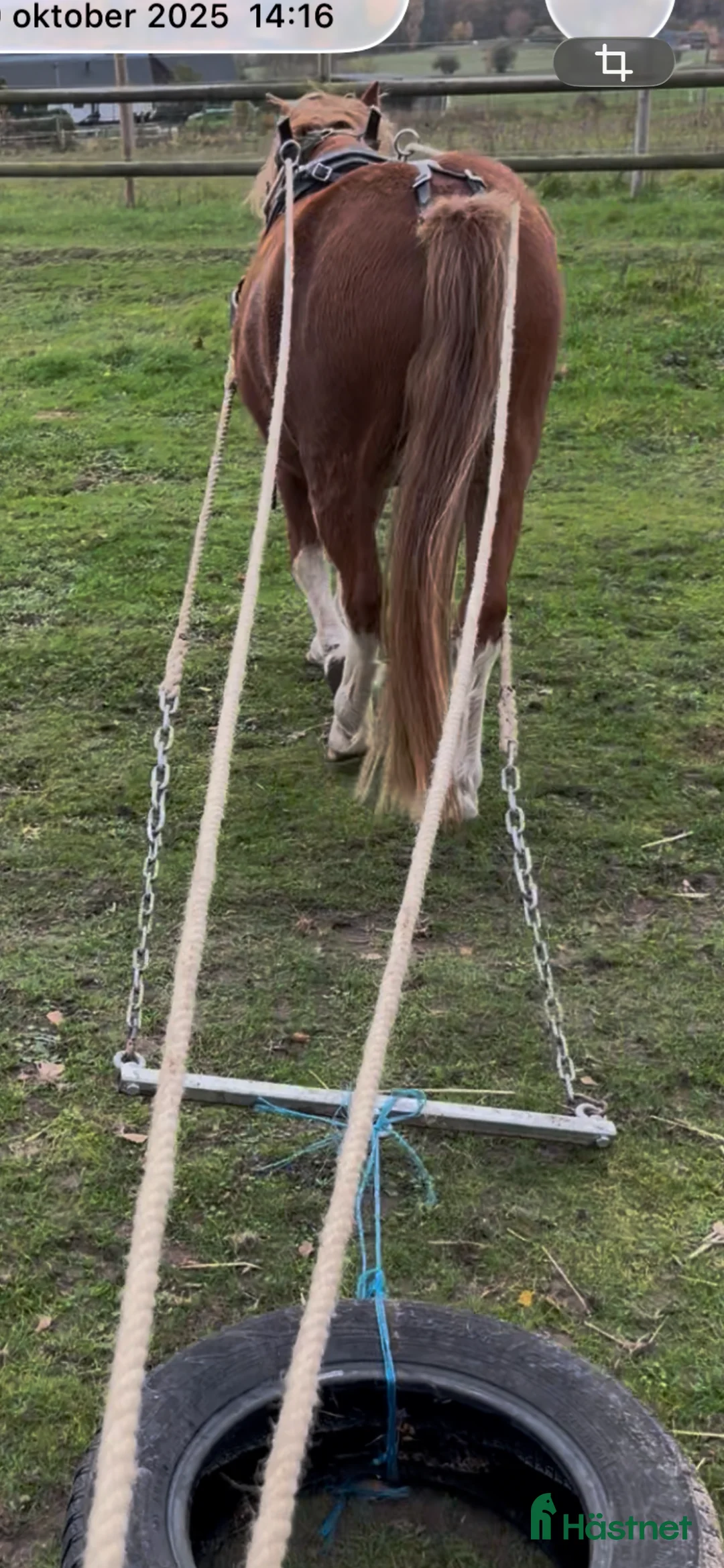 Allround hästar till salu: Vacker Welsh Mountain Pony - Annons 2