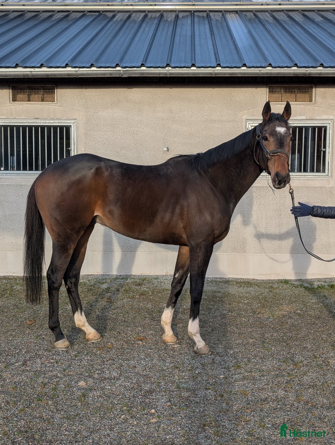 Fälttävlan hästar till salu: Fin unghäst med potential  i Bro - Annons 3