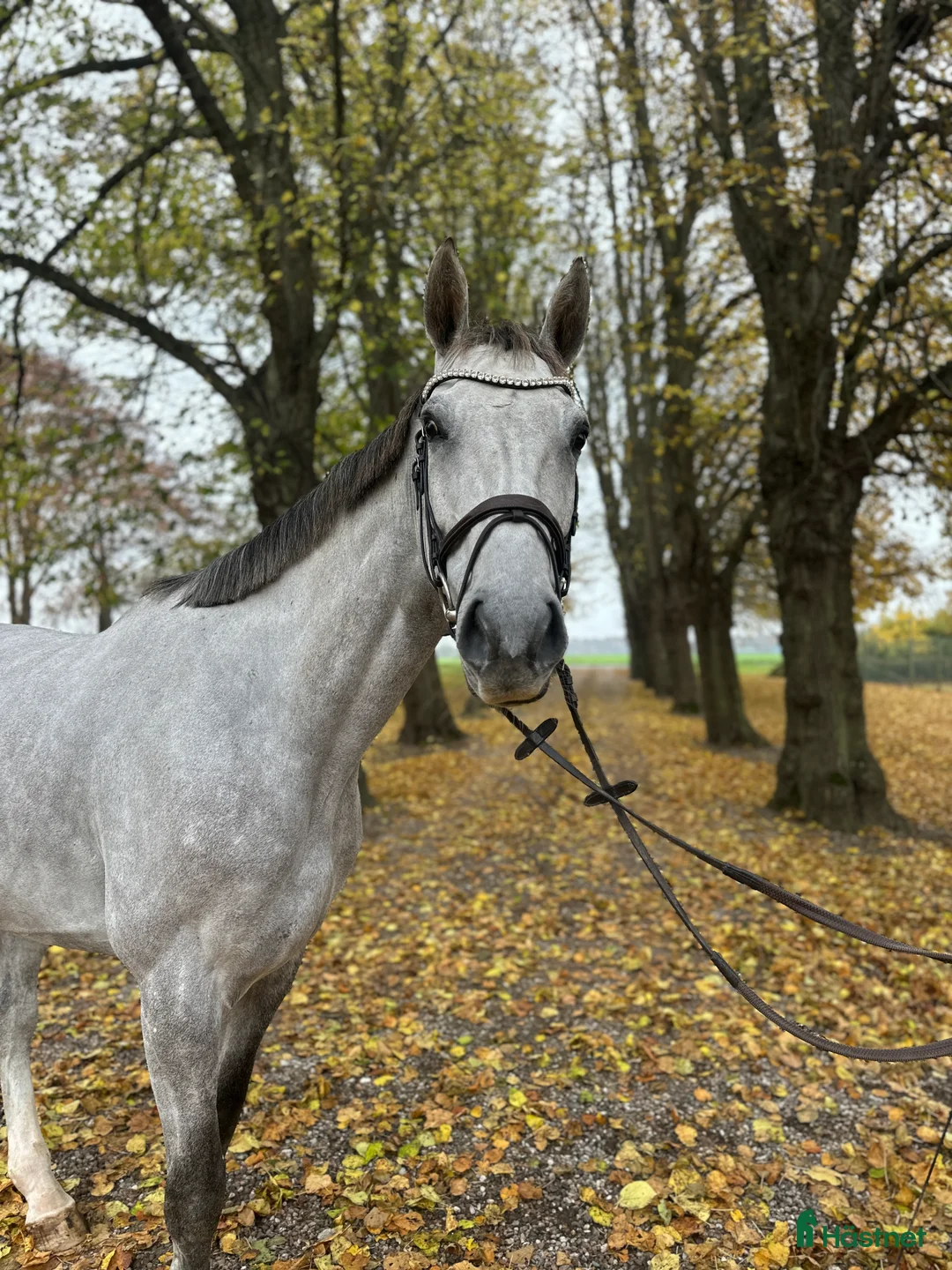 Hoppning hästar till salu: Lovende 6 års  - Annons 2