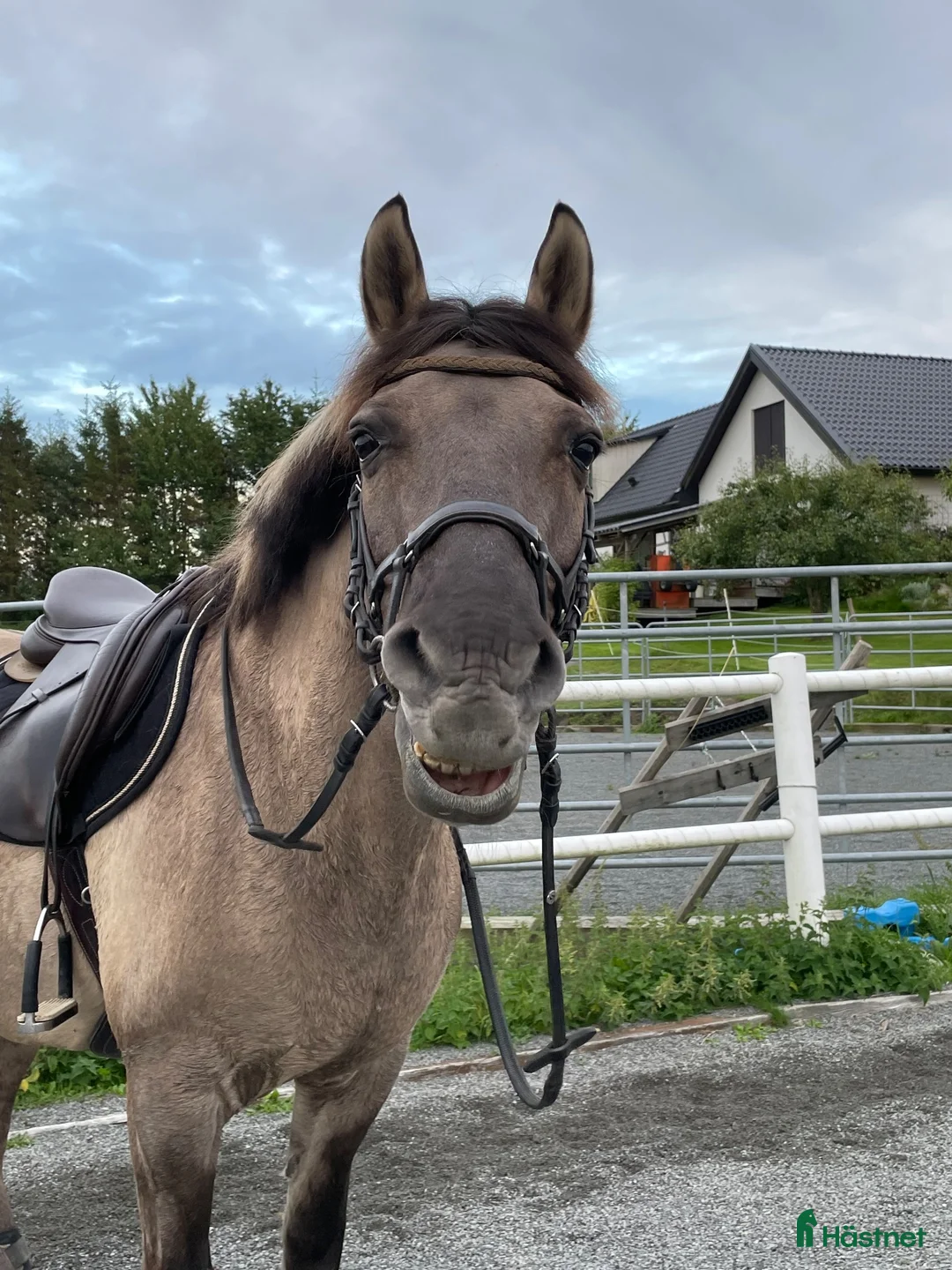 Sällskap hästar till salu: Världens snällaste ponny söker nytt hem🌟 - Annons 2