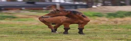 Allround hästar till salu: Spännande Welsh cob sto  - Annons 4