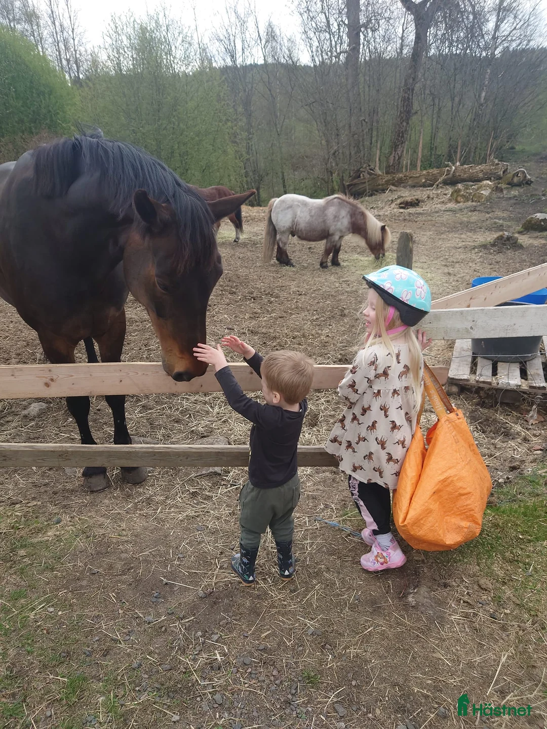  foderhäst sökes: C/D-ponny/liten häst sökes på foder för senare köp - Annons 7