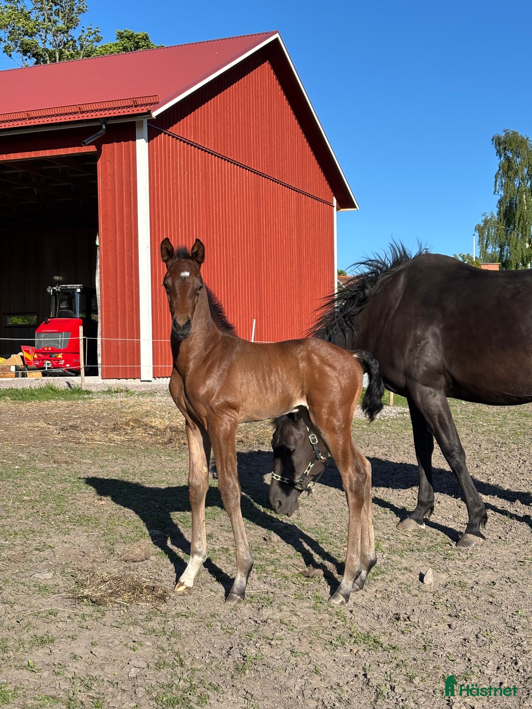 Dressyr hästar till salu: Ädel hingst e: Devin Franco GJ 🌟 i Torsö - Annons 4