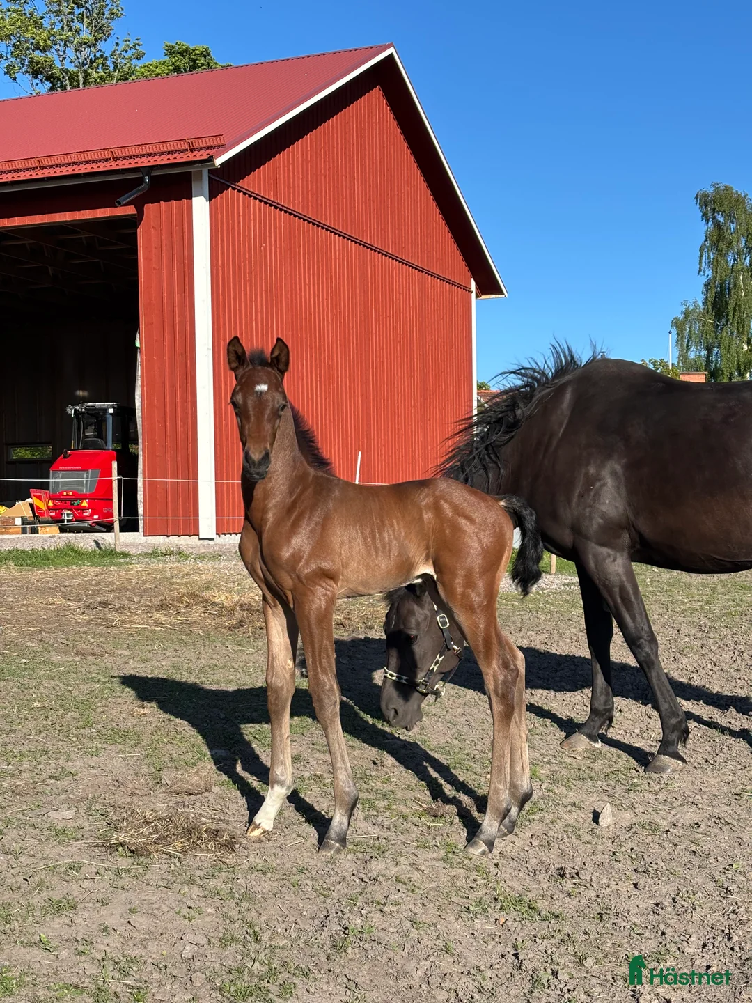 Dressyr hästar till salu: Ädel hingst e: Devin Franco GJ 🌟 i Torsö - Annons 4