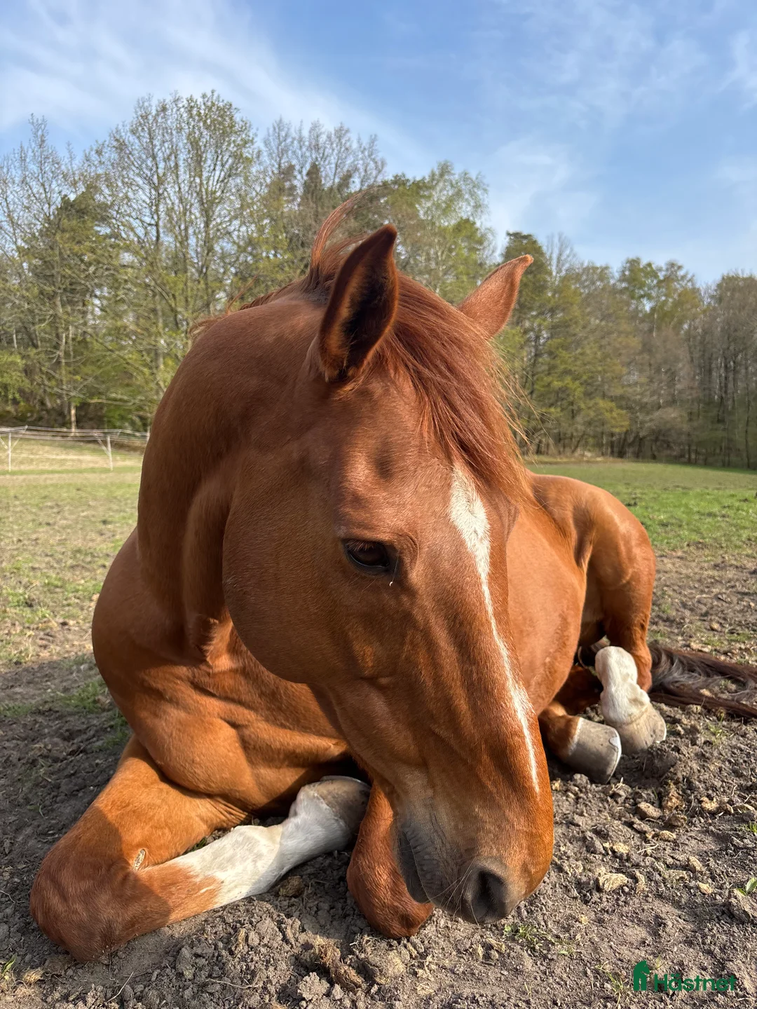 Sällskap hästar till salu: Trevlig valack i Ytterby - Annons 4