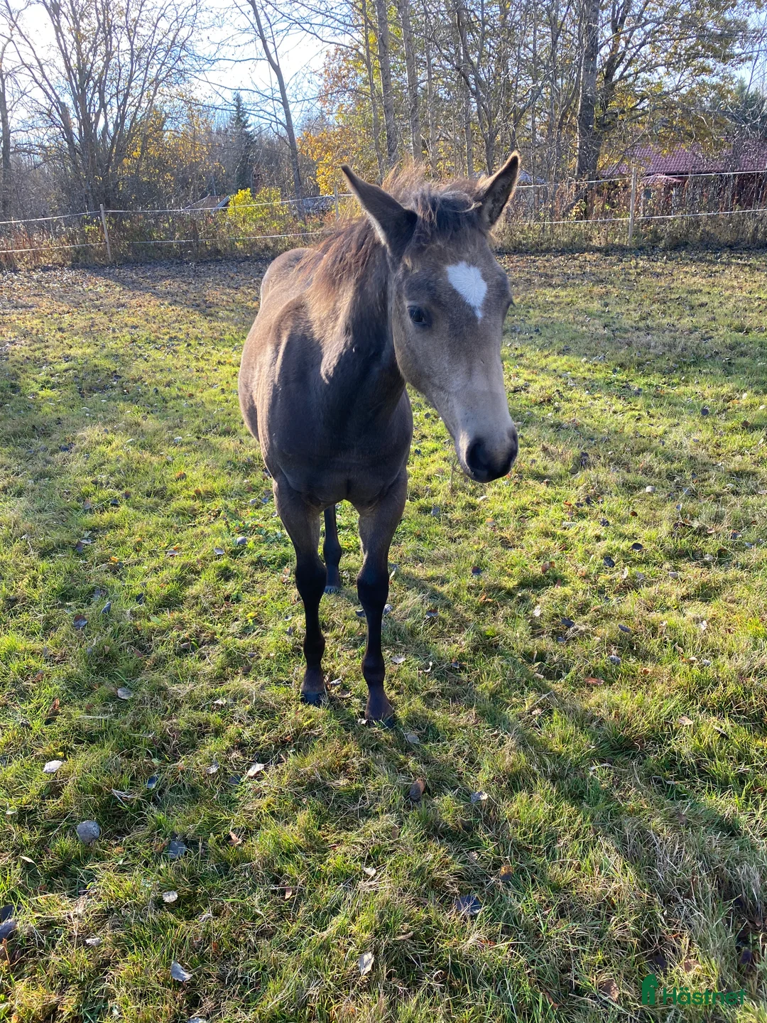 Western hästar till salu: Superfin Quarter åring  - Annons 2