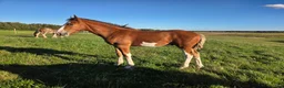 Allround hästar till salu: SWB × Clydesdale hingstföl e. New Diamond J - Annons 3