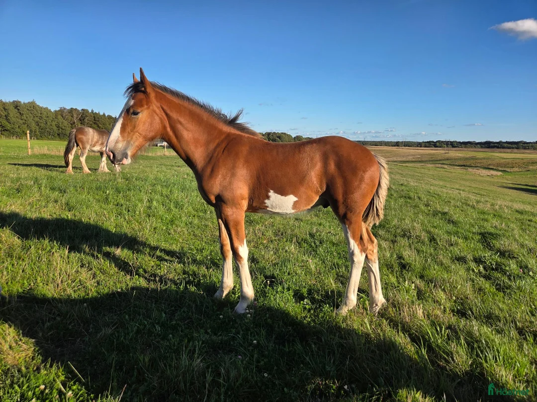 Allround hästar till salu: SWB × Clydesdale hingstföl e. New Diamond J - Annons 3