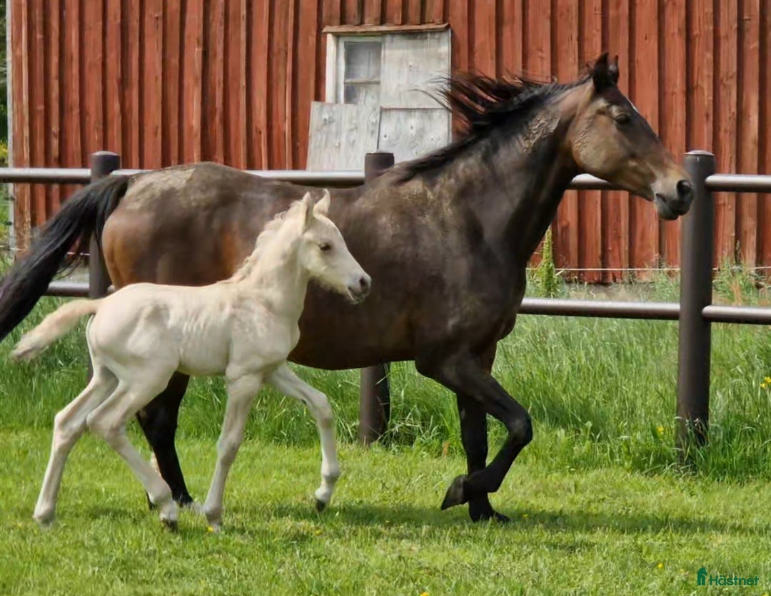 Allround hästar till salu: Charmtroll i Istorp - Annons 4