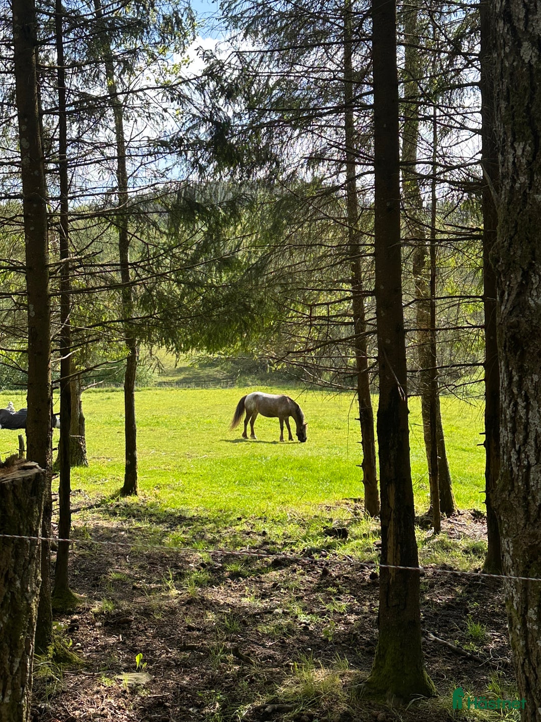 Hoppning hästar till salu: Världens Bästa Ponny i Skepplanda - Annons 6