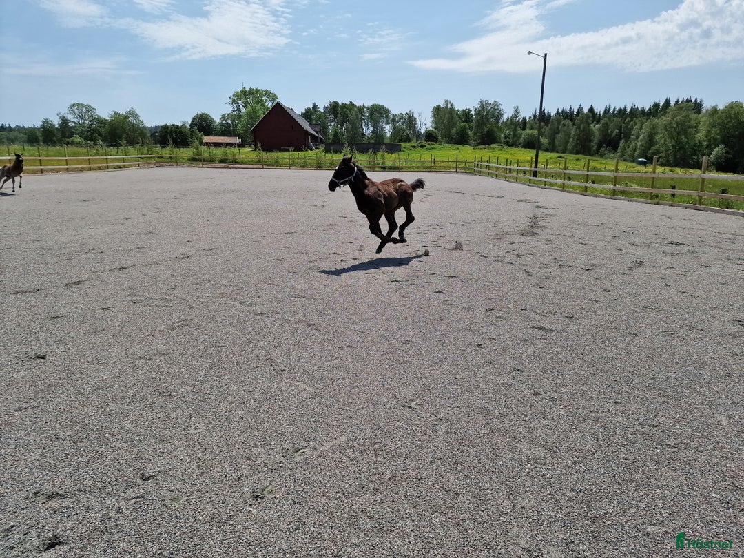 Western hästar till salu: Väl hanterad Quarter Hingst *TINGAD* i Vetlanda - Bild 4