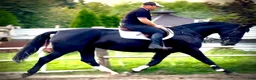 Allround hästar till salu: Black Pearl Waria – Exceptional 5-Year-Old Mare - Annons 8