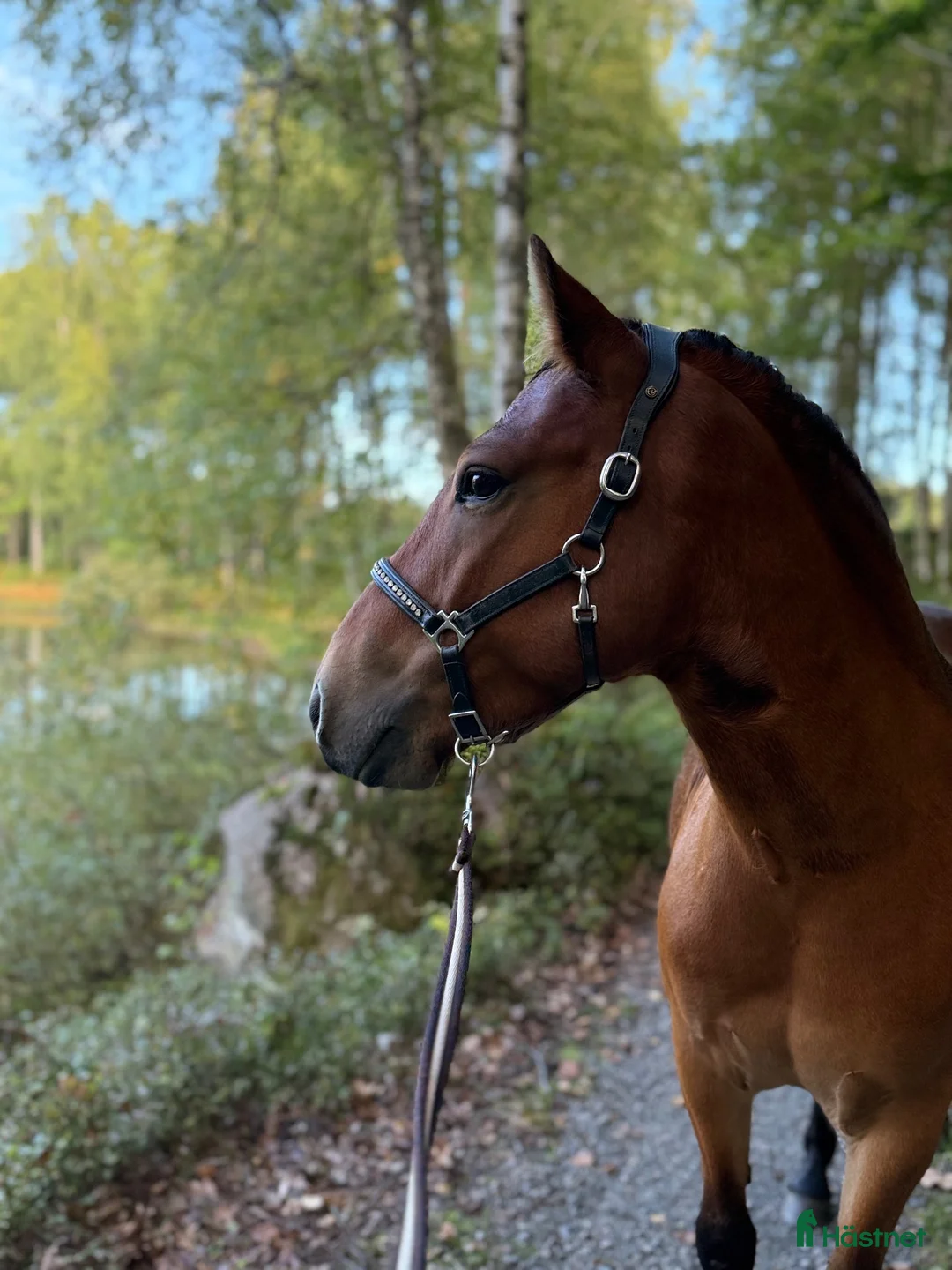 Allround hästar till salu: Världens snällaste Elmer  - Annons 1