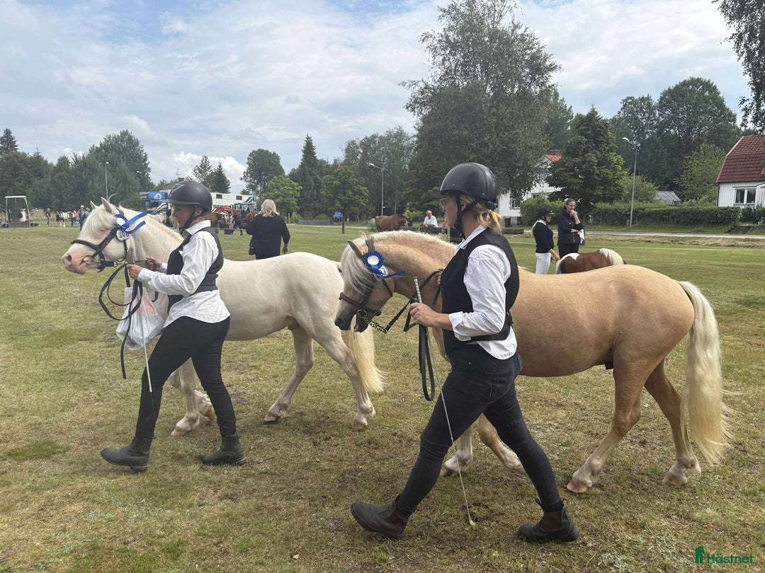 Allround hästar till salu: Blivande treåring, welsh sec B. i Strömsnäsbruk - Annons 10