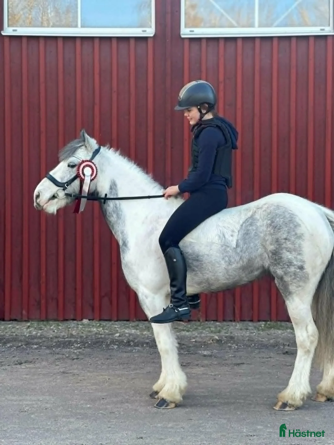 Allround hästar till salu: Allround sto till det ryttaren vill - Annons 3