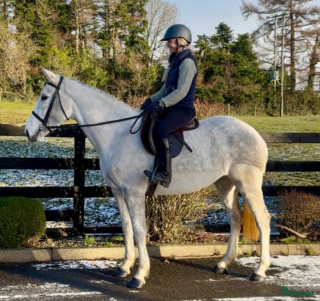 Allround hästar till salu: Irish sports horse mare i Stockholm - Annons 4