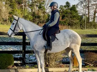 Allround hästar till salu: Irish sports horse mare i Stockholm - Annons 4