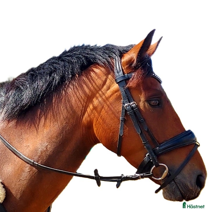  hästar Ponyen til det hele - Annons 8