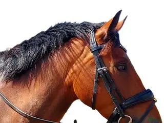 hästar Ponyen til det hele - Annons 8