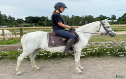 Allround hästar till salu: C-PONNY STO i Eskilstuna - Bild 1
