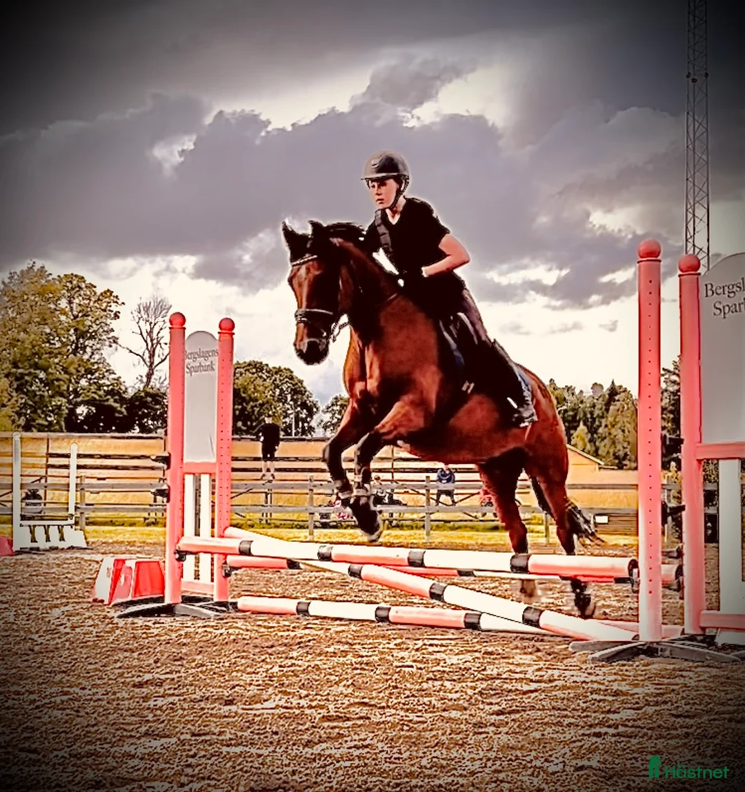 Dressyr hästar till salu: Tingad perfekt att växa med i Ervalla - Annons 2