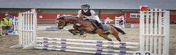 Hoppning hästar till salu: B-ponny med kapacitet  - Annons 7