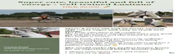 Dressyr hästar till salu: Beautiful and energetic - well trained Lusitano - Annons 4