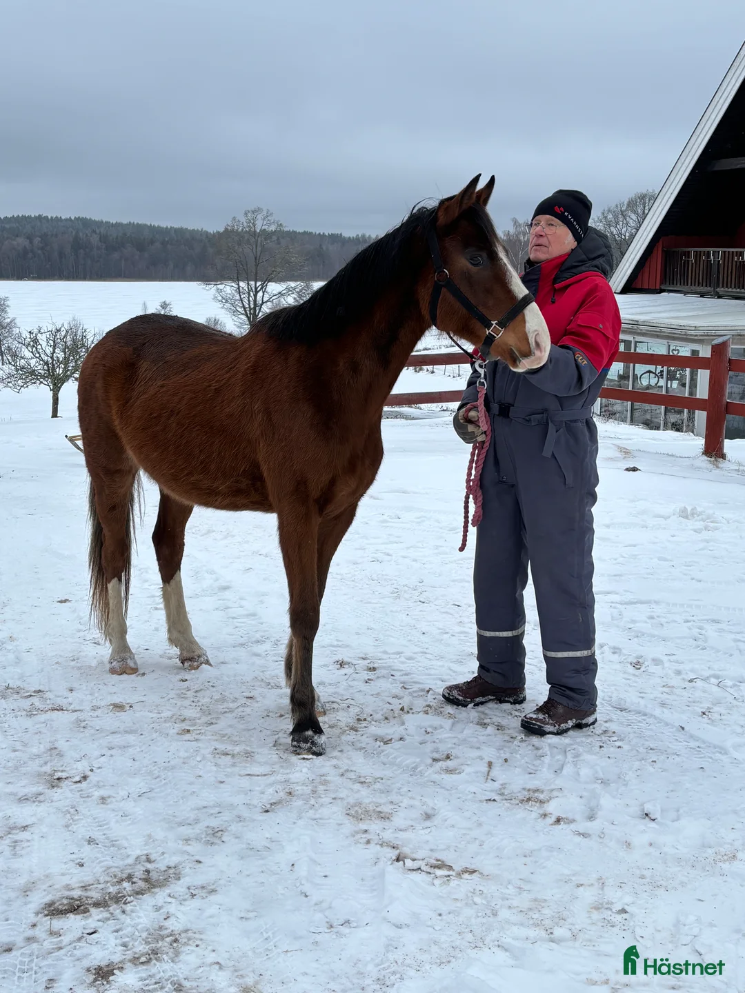 Allround hästar till salu: Två st treåriga D-ponnier - Annons 3
