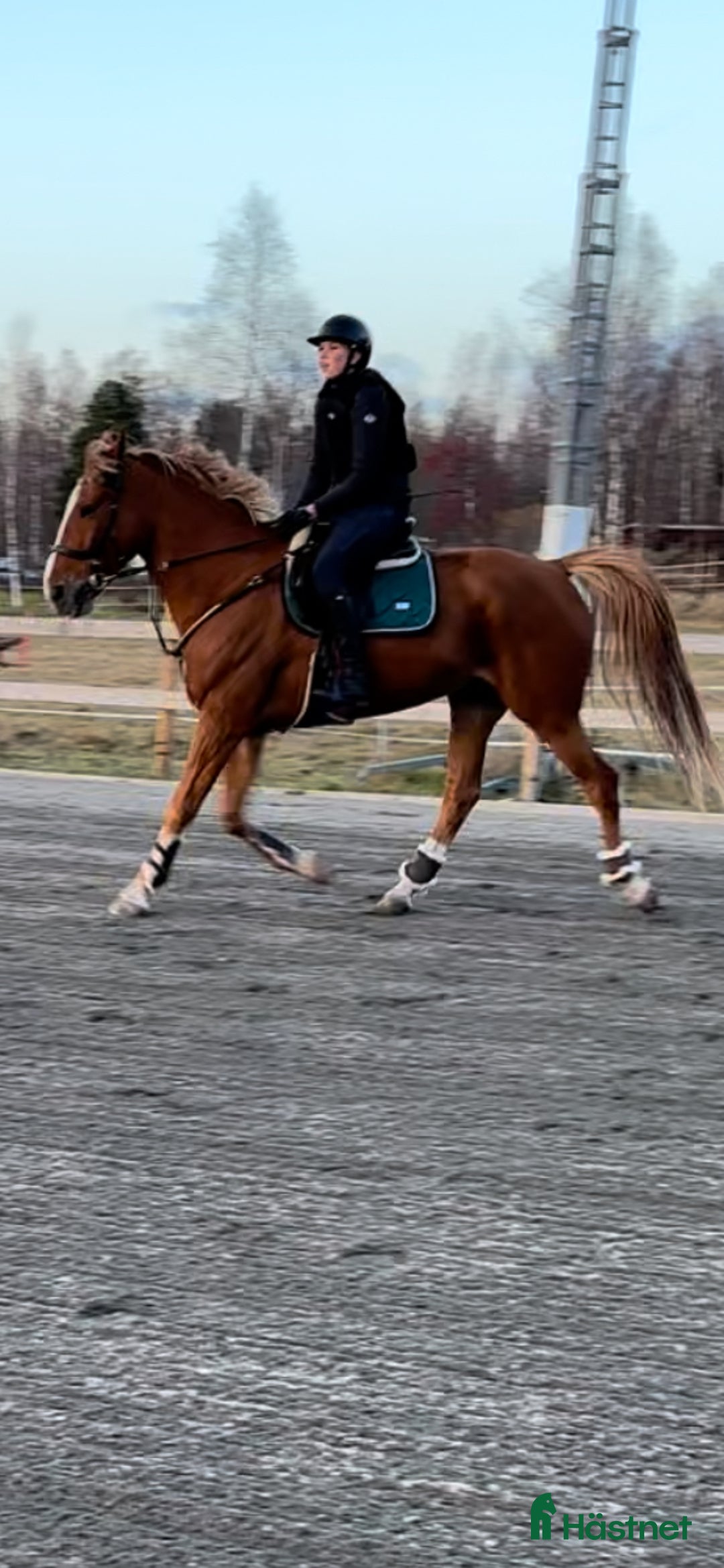 Allround hästar till salu: Mångsidig valack  i Bergby - Annons 3