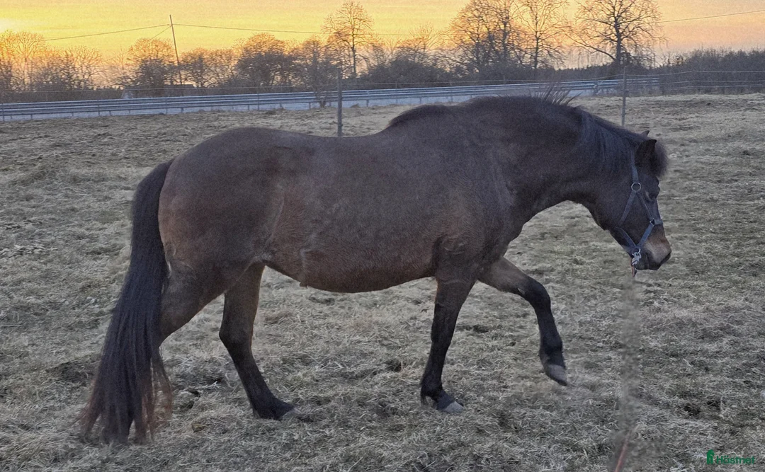 Allround hästar till salu: Vänligt russto, BVSA - Annons 2