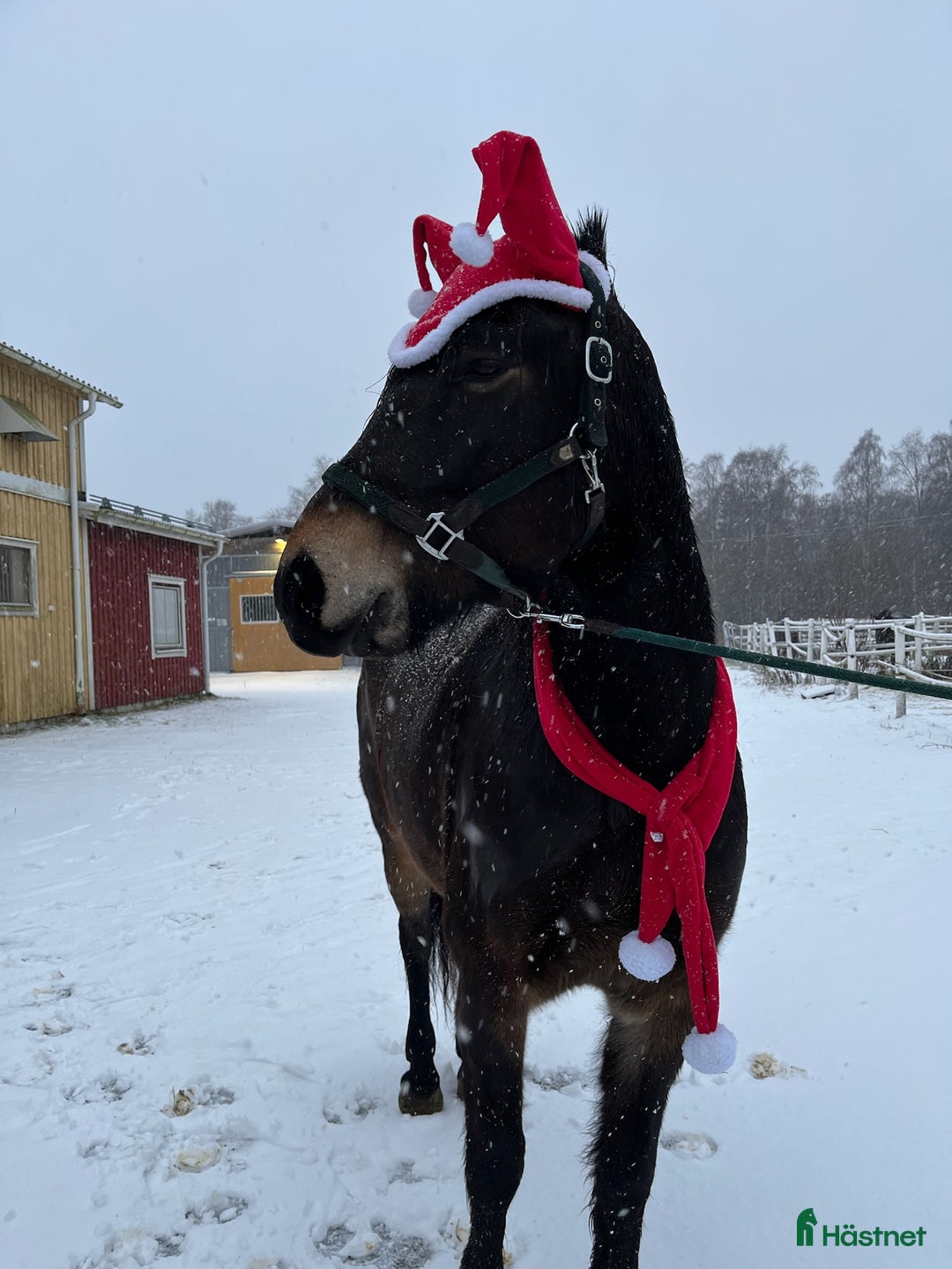 Sällskap hästar till salu: Kallblod till sällskap eller avel - Annons 6