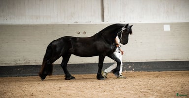  hästar Sirius en läckerbit utöver det vanliga i Upplands Väsby - Annons 4